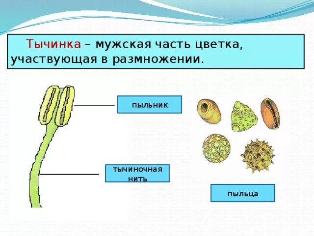 Основными частями цветка участвующими непосредственно в размножении. Части цветка участвующие в размножении. какие части цветка участвуют в размножении. часть цветка участвующая в размножении. части цветка участвующие в половом размножении.