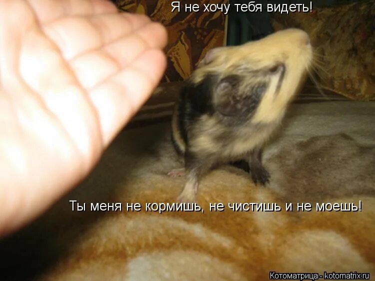 Медведь юмор. Меня нужно любить кормить и никому не отдавать. Медведи любовь. Гадость что это значит. Меня никто не кормит.