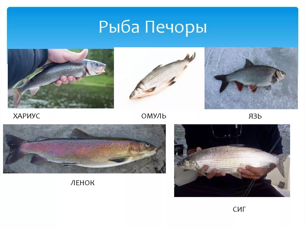Чем отличается омуль от
