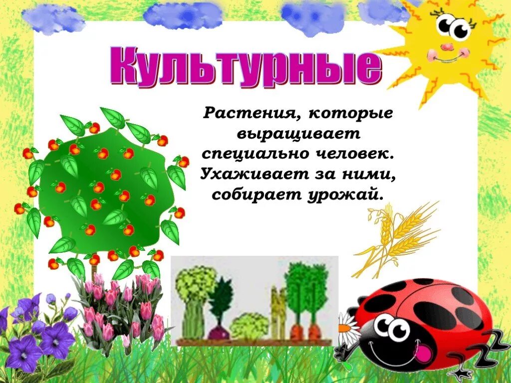 Проект растения 3 класс окружающий. Культурные растения которые выращивает человек. проект дикорастущие растения. дикорастущие и культурные растения 3 класс окружающий мир. культурные растения 2 класс.
