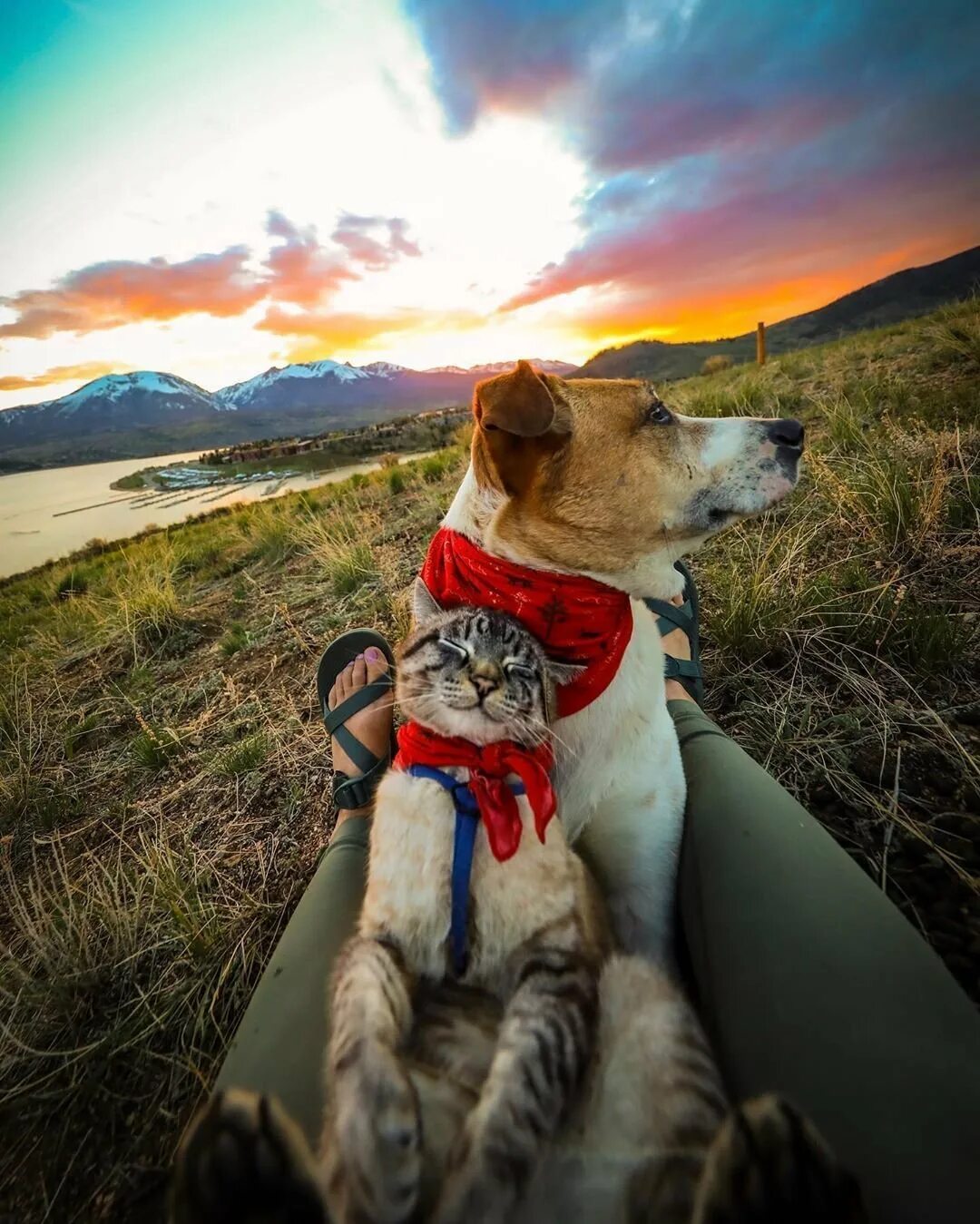 Собака путешественник. Путешествие с собакой. Пес генри и кот балу. Собака путешественник. Путешествие с собакой.