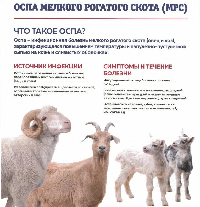 Оспа овец и коз ветеринарные. Оспа овец и коз возбудитель болезни. Оспа овец и коз ветеринарные. Ветеринария в сельском хозяйстве. Памятка по оспе овец и коз.