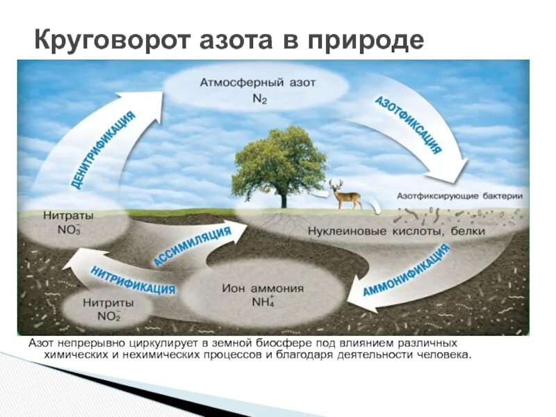 Опишите круговорот азота в природе