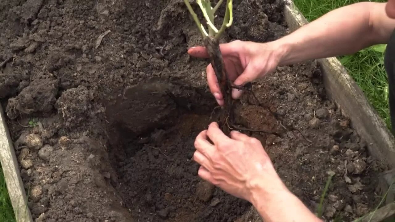 Посадить розу земля