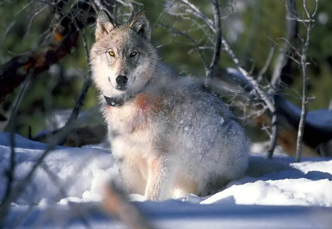 Макензийский Тундровый волк. Волк canis Lupus. Национальный парк Йеллоустоун волки. Макензийский Равнинный волк.