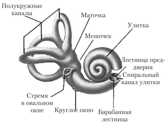 Анатомия улитки внутреннего уха. Костный Лабиринт внутреннего уха (улитка). Строение улитки внутреннего уха. Внутреннее ухо улитка анатомия. Внутреннее ухо особенности