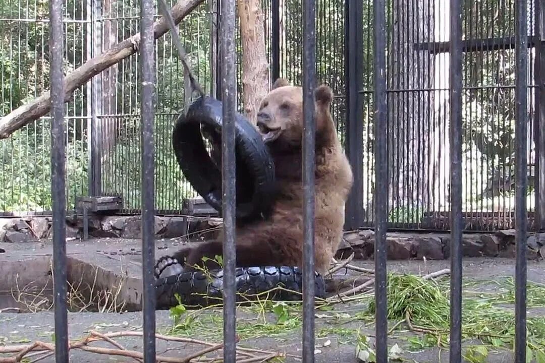 Новости новосибирского зоопарка. Новосибирский зоопарк новосибирск. Новости новосибирского зоопарка. Зоопарк новосибирск зимой. Новосибирский зоопарк новосибирск.