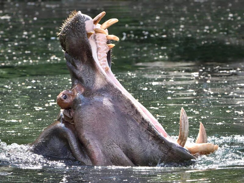 Бегемот amphibius. Hippopotamus amphibius.