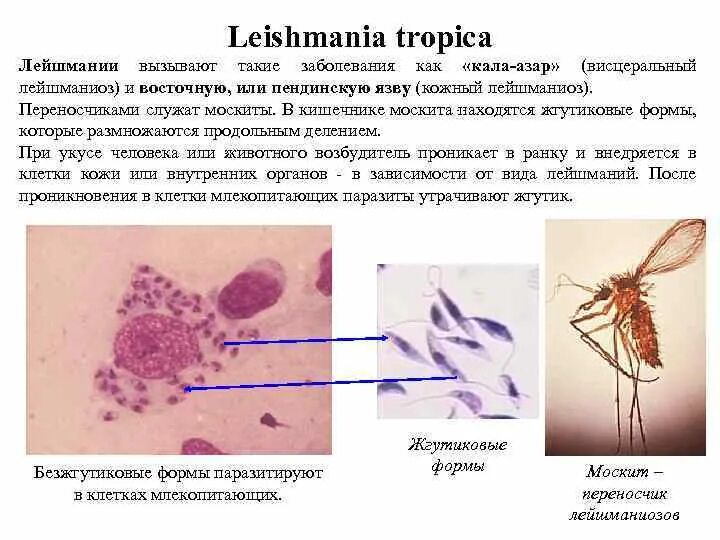 Инфекция латынь. Лейшмания инвазионная форма. Кожный лейшманиоз переносчик. Лейшмания кожная строение.