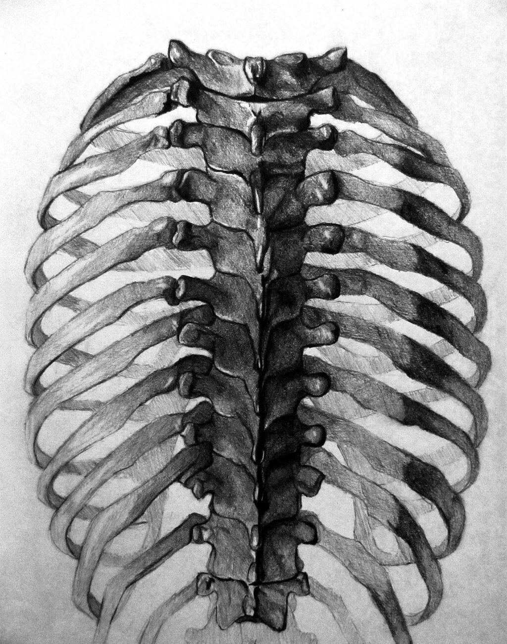 Сколько ребер у человека у женщин. Скелет грудной клетки сзади. Ребра человека анатомия сзади.