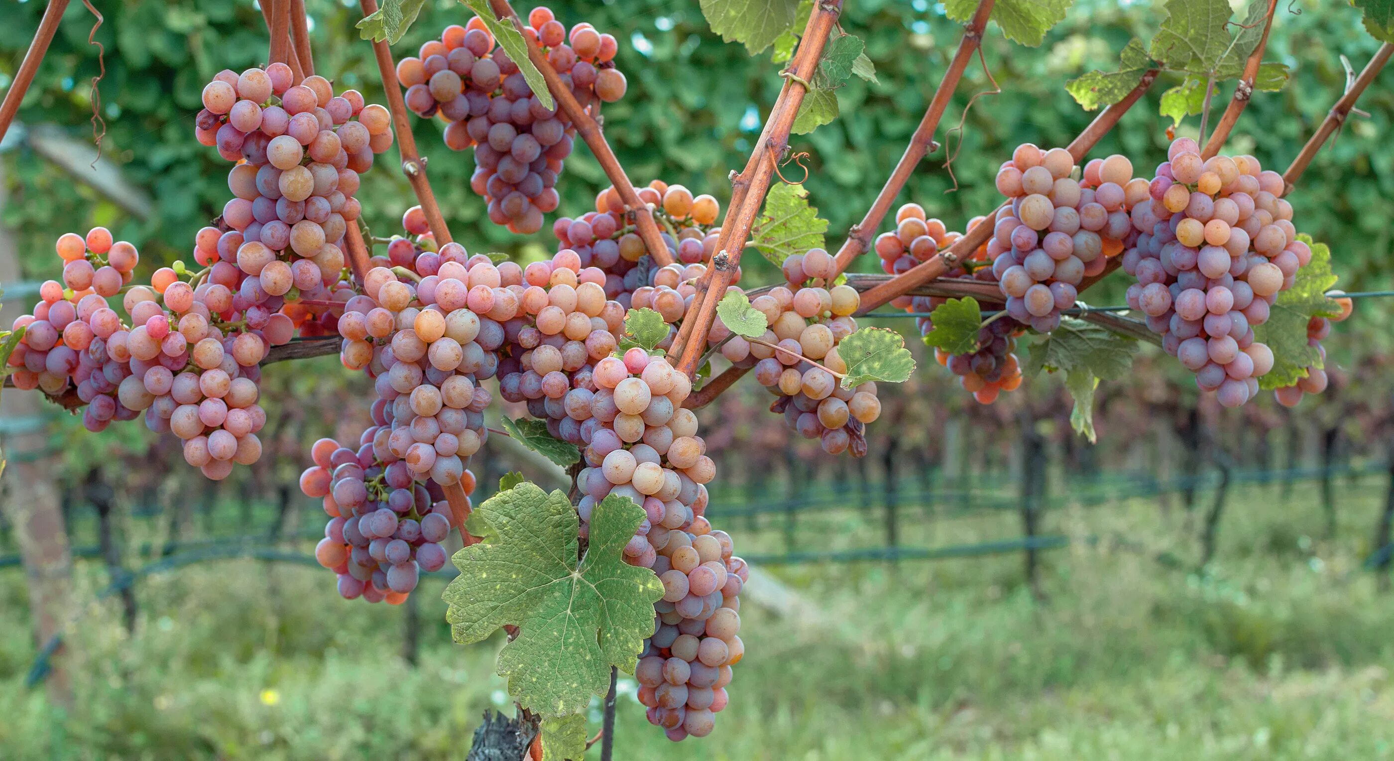 Траминер сорт винограда. Виноград эйнсет сидлис. Виноград траминер белый. Сорт винограда траминер розовый. Виноград траминер розовый.