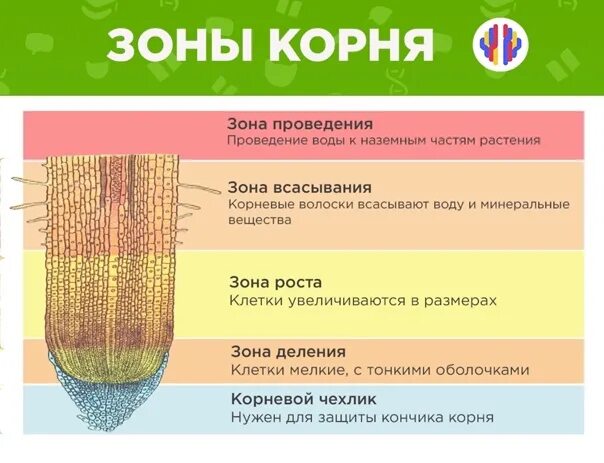 Зона проведения корня. Зона роста корня. Клетки зоны проведения корня. Зоны корня и ткани.