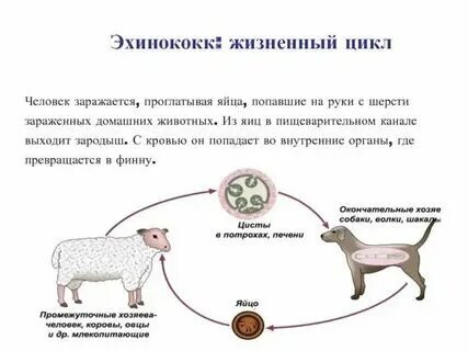 Заболевания кошек передающиеся человеку. Можно ли заболеть от кошек. Можно ли заболеть от кошек. Можно ли заболеть от кошек. Можно ли заболеть от кошек.
