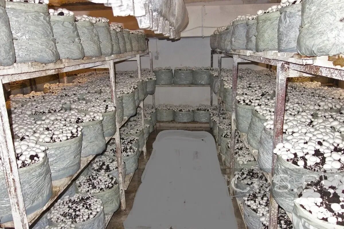 Что выращивают в подвале. Что можно выращивать в подвале. Гидропоника в гараже. Растения в подвале. Гидропоника.