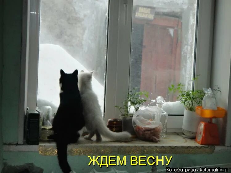 Давайте ждать весну. Жду весну. Кот ждет весну. Котик ждет. Кот я жду весну.