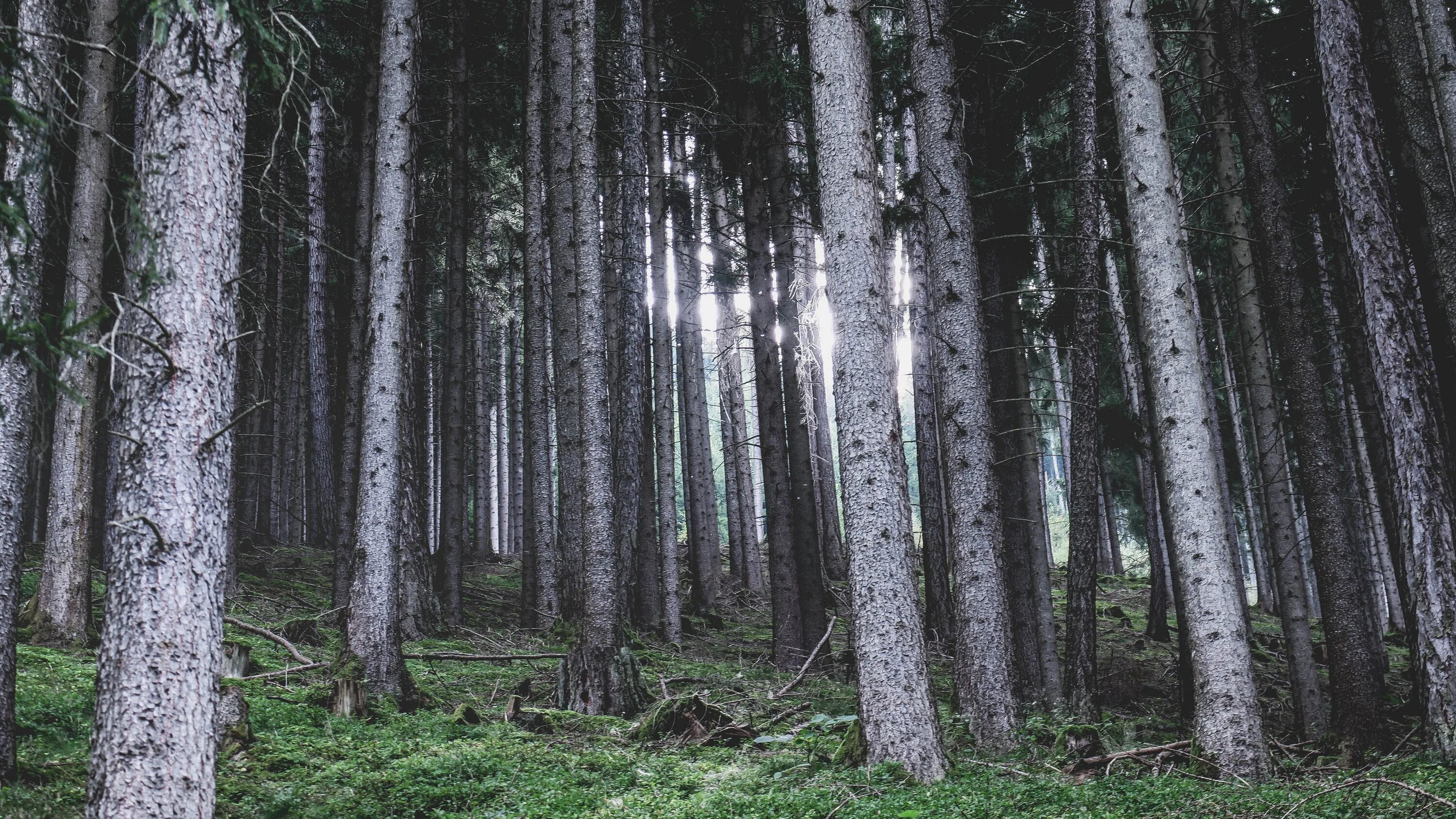 Еловый ствол. Лес стволы деревьев. Gray Forest. Temperate deciduous Forest.