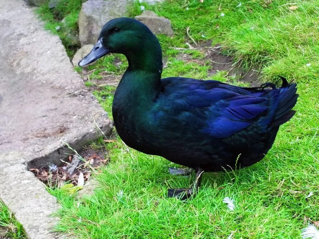 Голубой гусь фото. Синий гусь игрушка. Синяя утка. Синяя утка. Желтый и синий гуси.