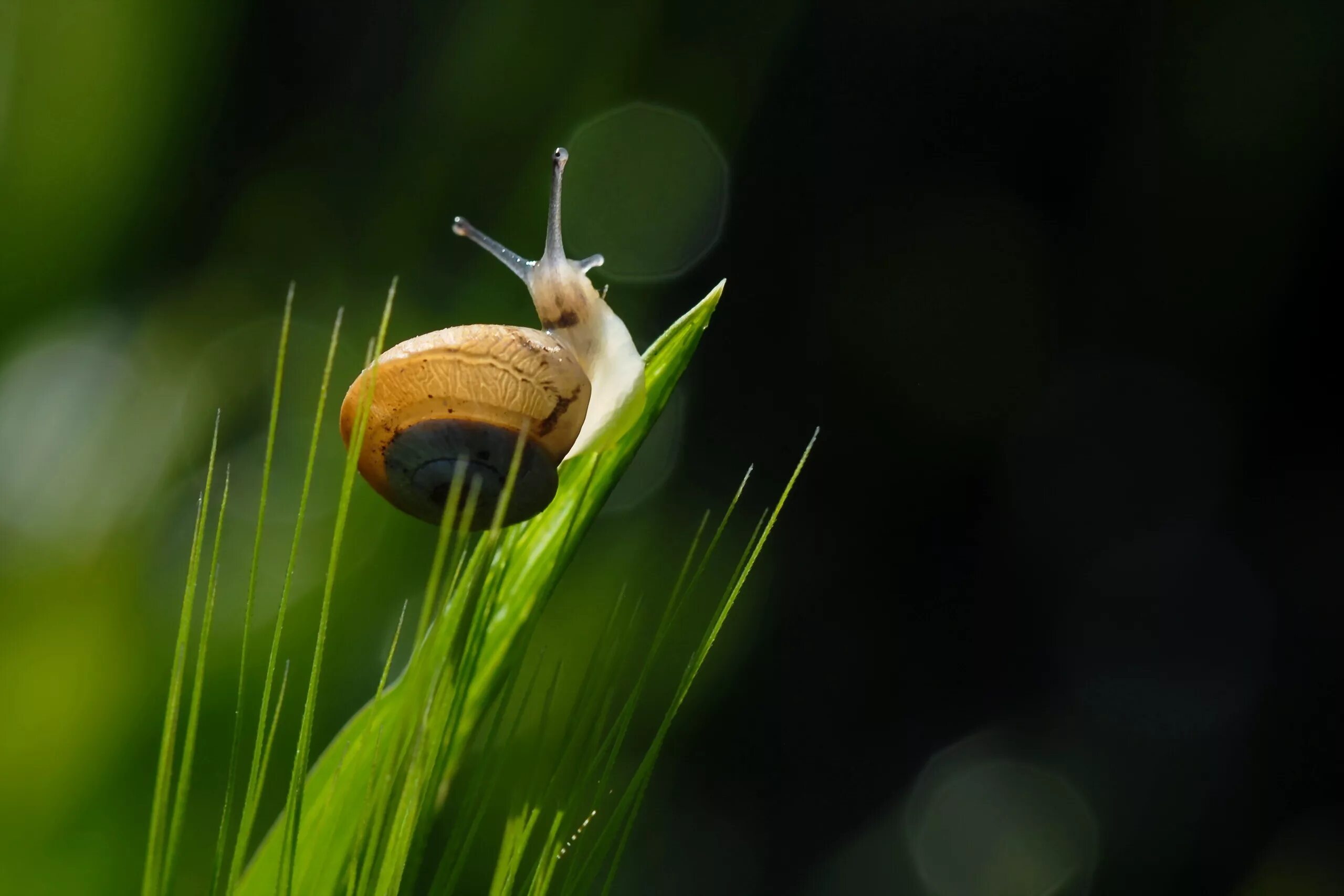 улитка макро. улитки ахатины. брюхоногие моллюски ахатина. ахатина гигантская моллюски. полосатая виноградная улитка.