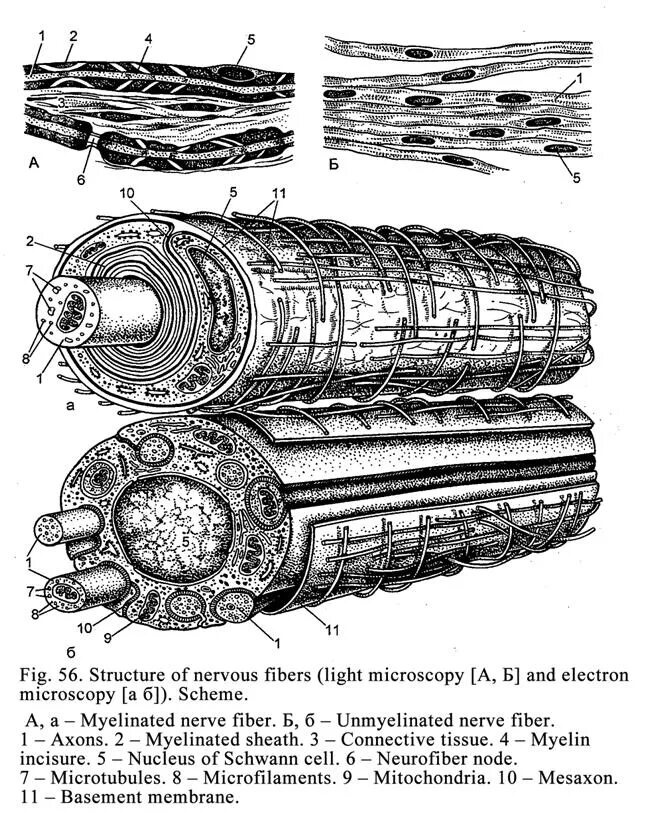 Строение нерва оболочки. Миелиновое волокно Электронограмма. Миелиновые и безмиелиновые нервные волокна строение. Строение безмиелинового нервного волокна. Строение миелинового волокна.