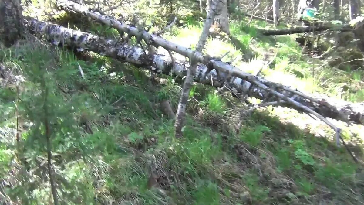 Таежный канал последнее видео. Медведь в тайге. Место в тайге из. Деревья тайги. Медвежий помет на тропе.
