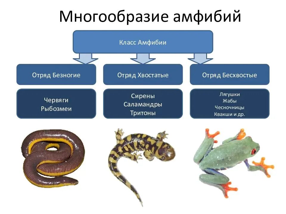 Схема класса земноводные. Отряд хвостатые отряд безногие бесхвостые таблица. Классификация земноводных бесхвостые безногие хвостатые. Систематика класса земноводные отряды безногие. Классификация земноводных 7 класс биология.