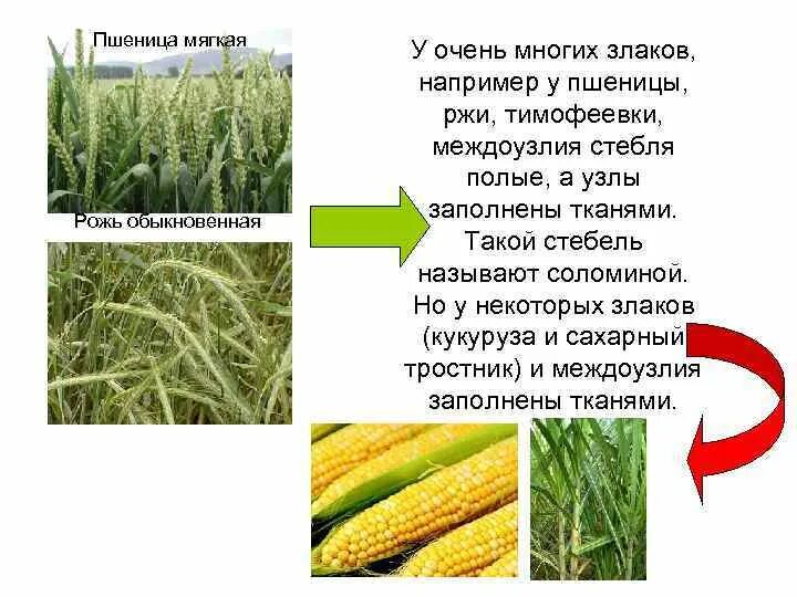 Название стебля злаков. Строение стебля семейства злаковых. Стебель злаков Соломина. Стебель пшеницы Соломина. Название стебля у злаков.