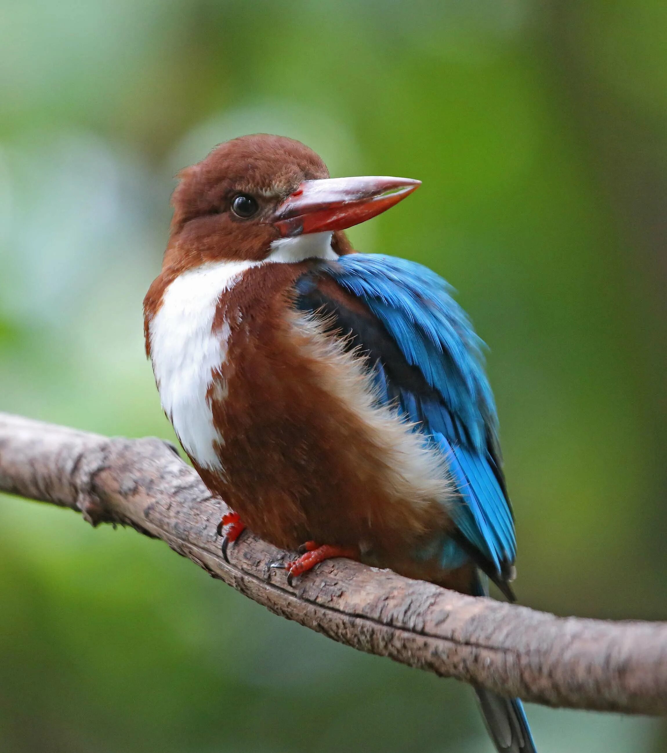 White throated. White throated Kingfisher. Halcyon smyrnensis.