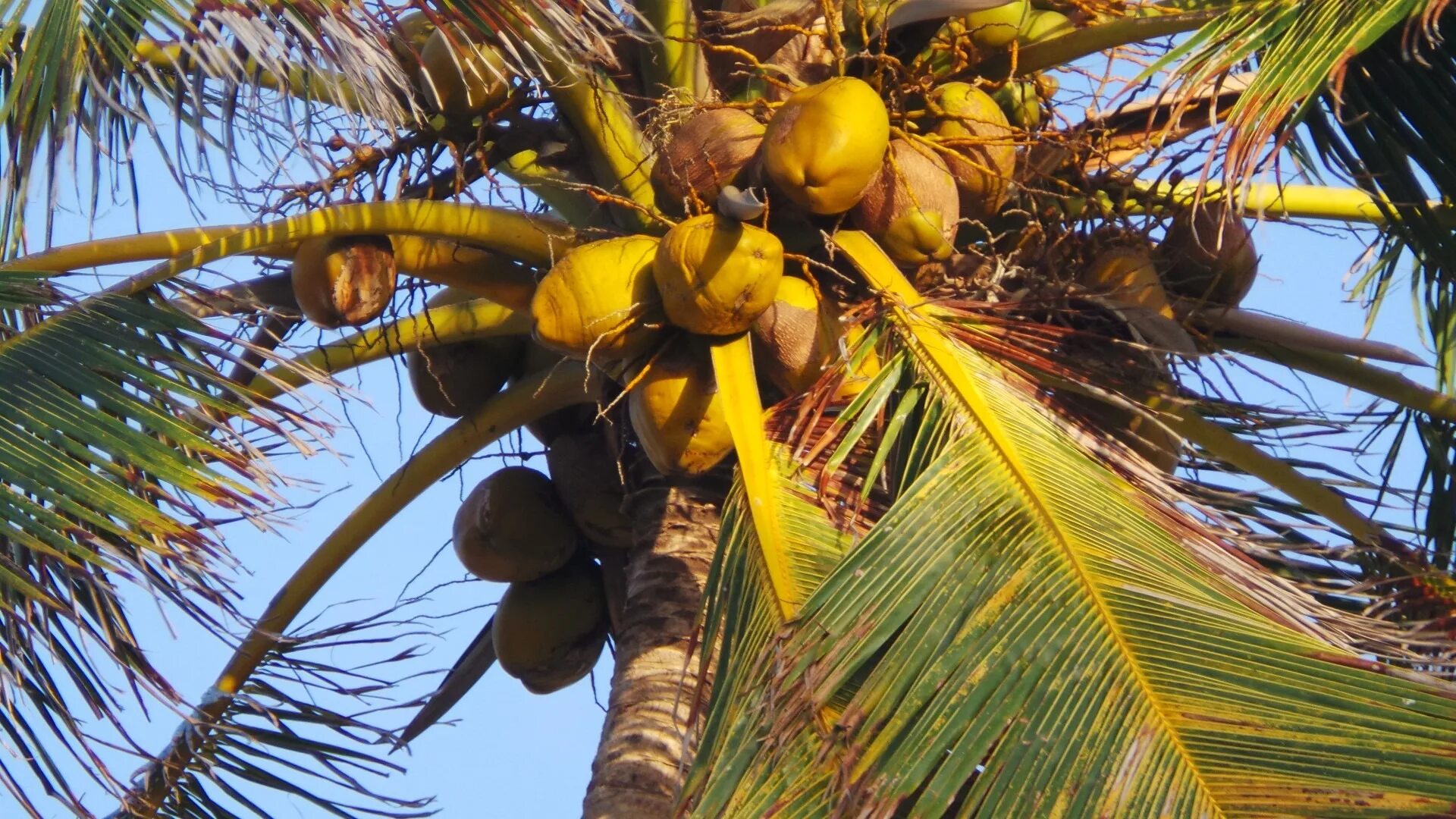 Coconut перевод на русский. Вироид Каданг-каданга кокосовой пальмы. Coconut Palm кокосовая Пальма. Кокосовая Пальма Южная Америка. Финиковая Пальма и кокосовая Пальма.