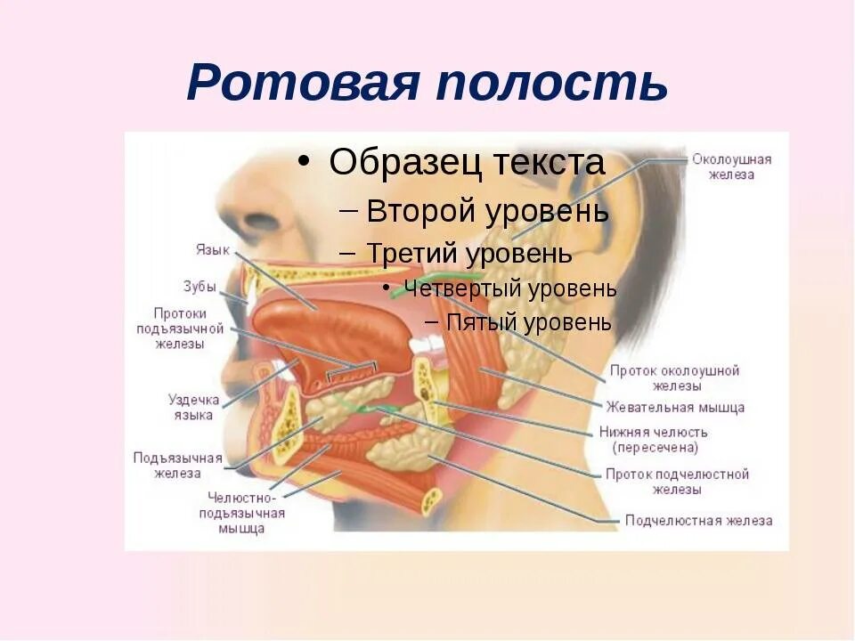 Лицевой информация