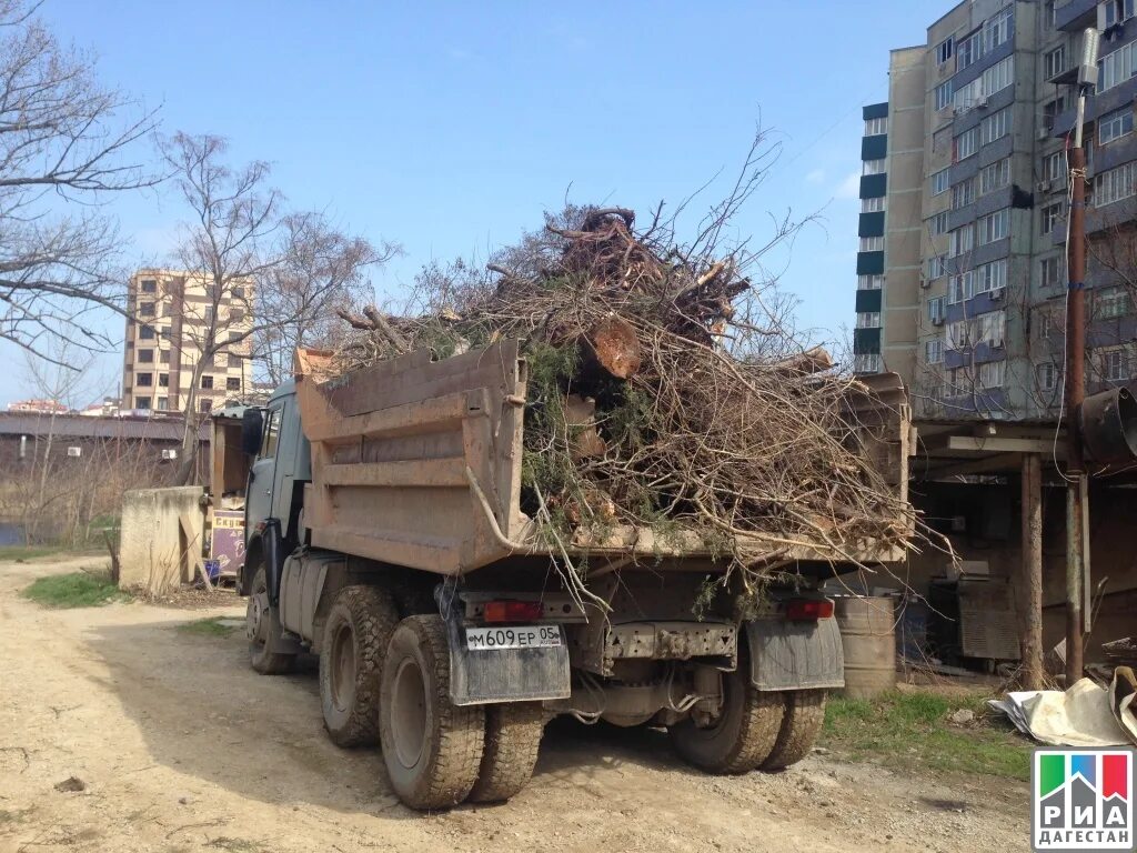 Вывоз веток деревьев. Вывоз веток.
