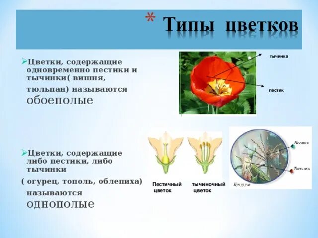 Цветки имеющие только пестики называют тычиночными. Тюльпан обоеполый. тополь пестичные и тычиночные цветки. обоеполые цветки тополь. тюльпан обоеполый или однополый.