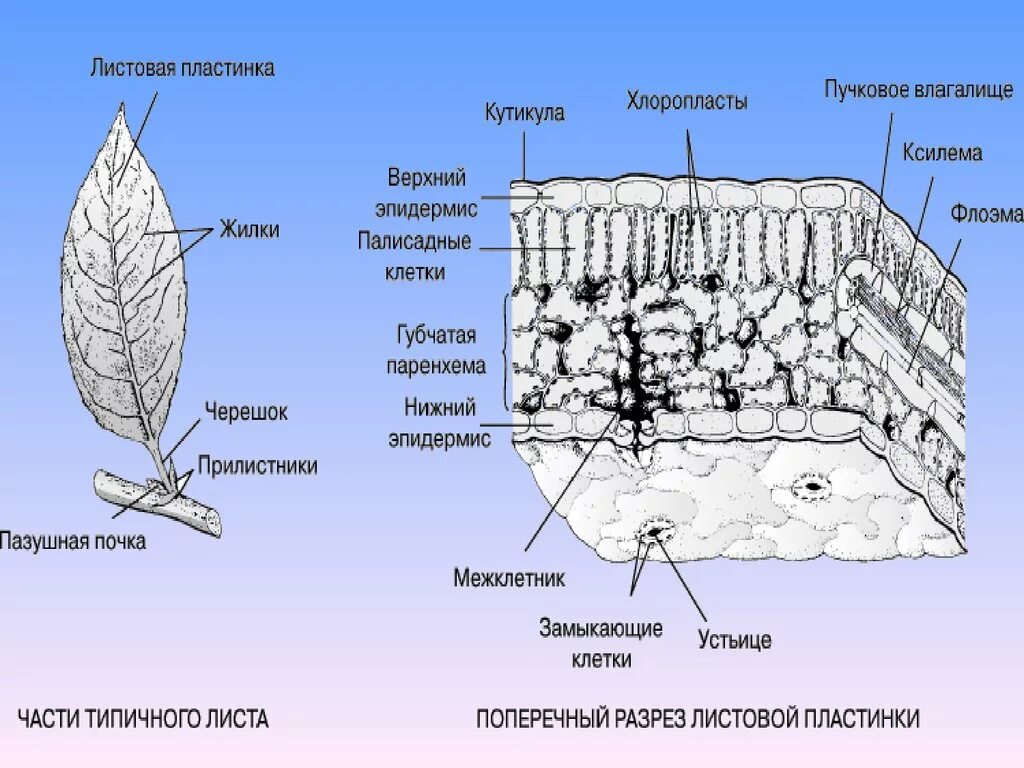 Какой тканью представлены жилки. Строение среза листовой пластинки. Поперечный срез листовой пластинки схема. Поперечное строение листовой пластинки. Эпидермис листовой пластинки.