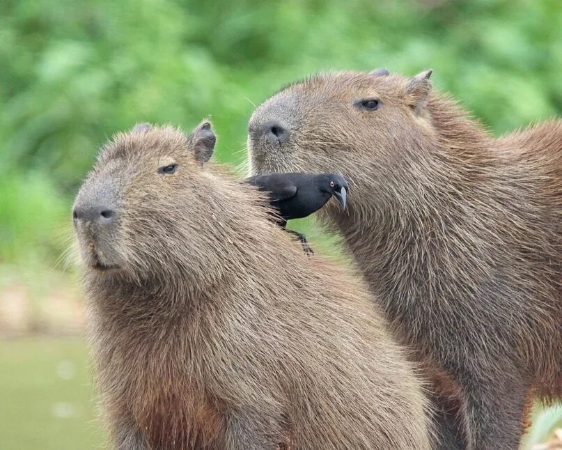Пин от пользователя val на доске capybara : silly capybara’s greatest hits Капиб