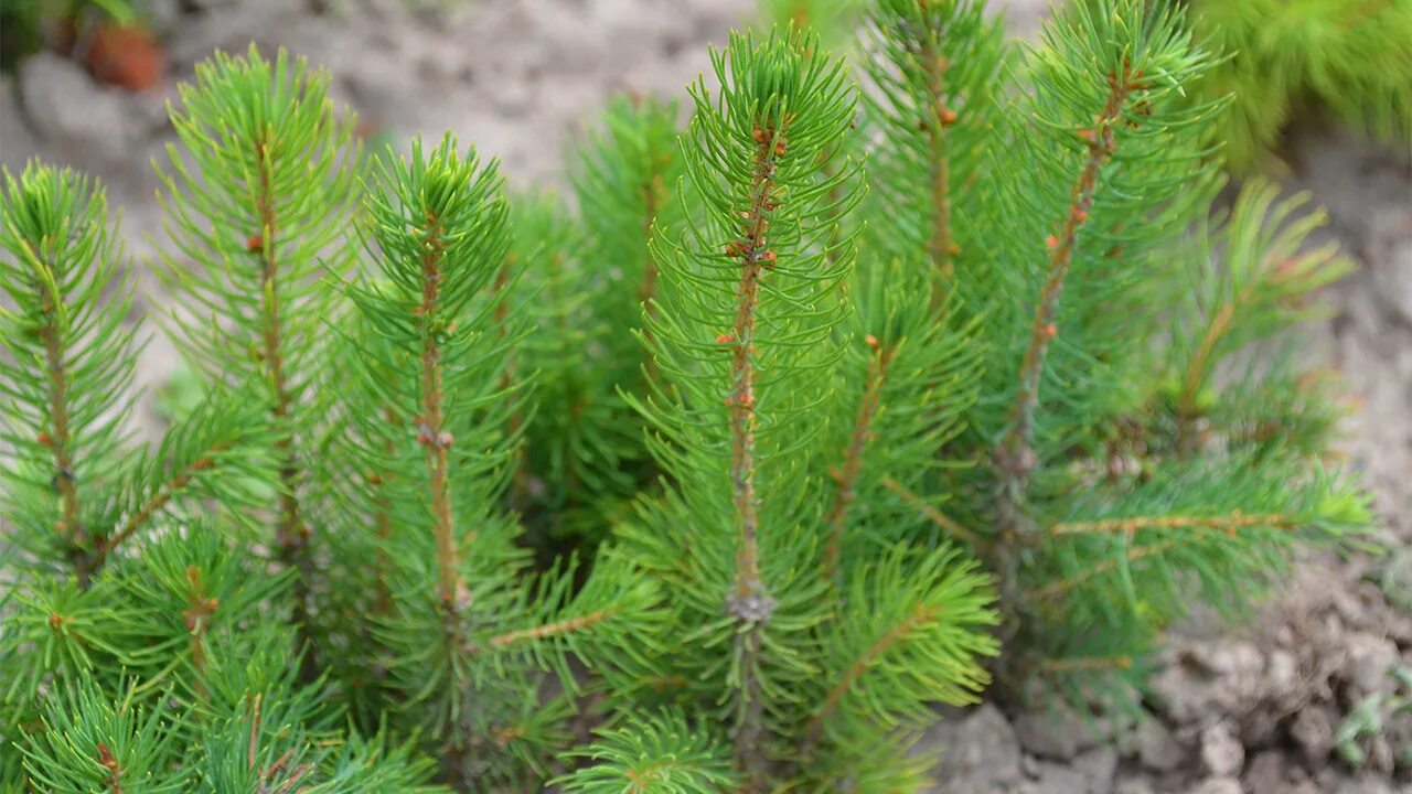 Хвойные сеянцы. Ель Сибирская Picea obovata. Ель финская Picea Fennica. Сеянцы сосны обыкновенной. Ель финская хвоя.