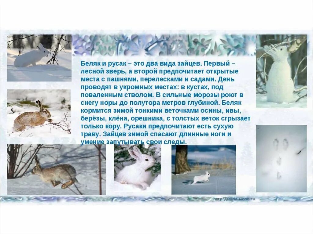 Изменения в жизни животных зимой. Живые организмы зимой. Растения и животные зимой. Доклад про зимних животных. Зайцы зимой живут возле деревни впр ответы