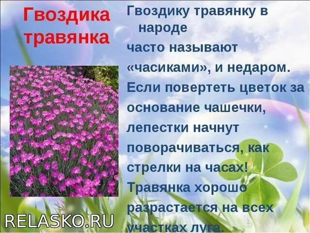 3 растения луга. Животные луга названия. Какие растения растут на лугу. Названия луговых цветов. Луговые растения и животные.