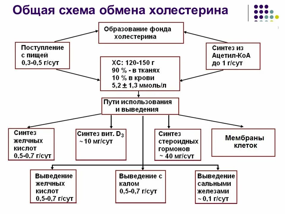 Особенности обмена холестерина в организме человека