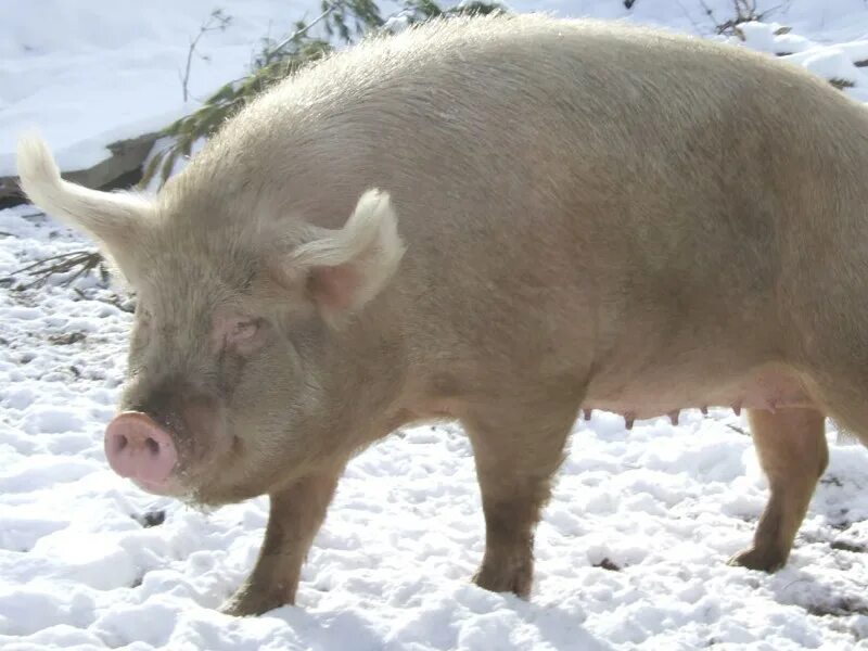 Свинья обычная. Мини пик мини пик. Лакомб порода свиней. Поросята обычные белые. Свинья.