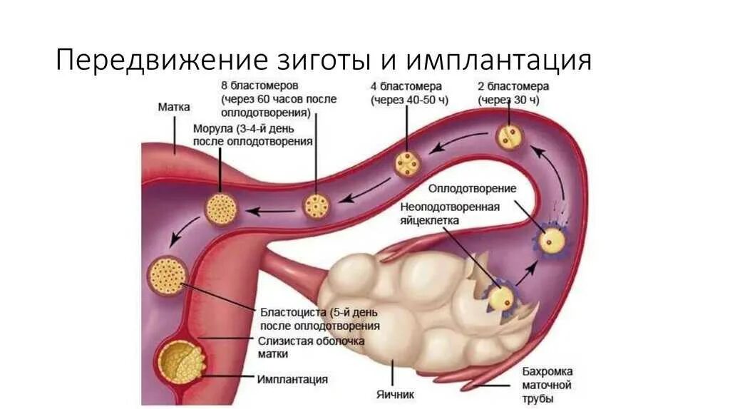 Через сколько дней после зачатия происходит имплантация. Через сколько дней после зачатия происходит имплантация