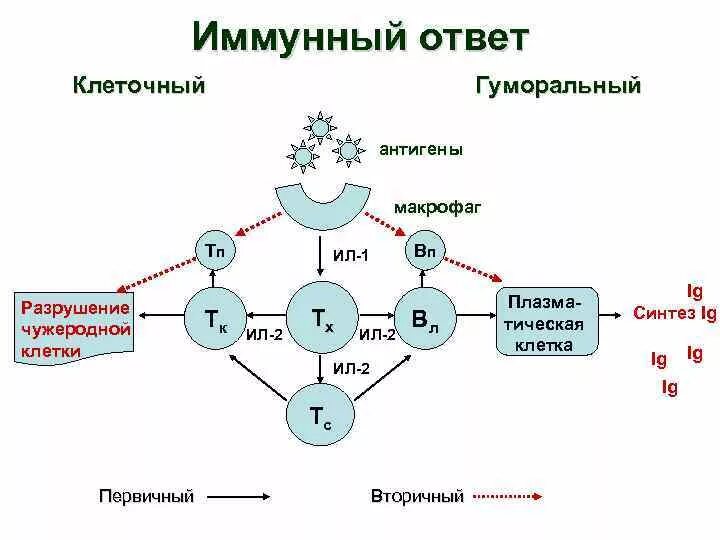 Развитие иммунного ответа