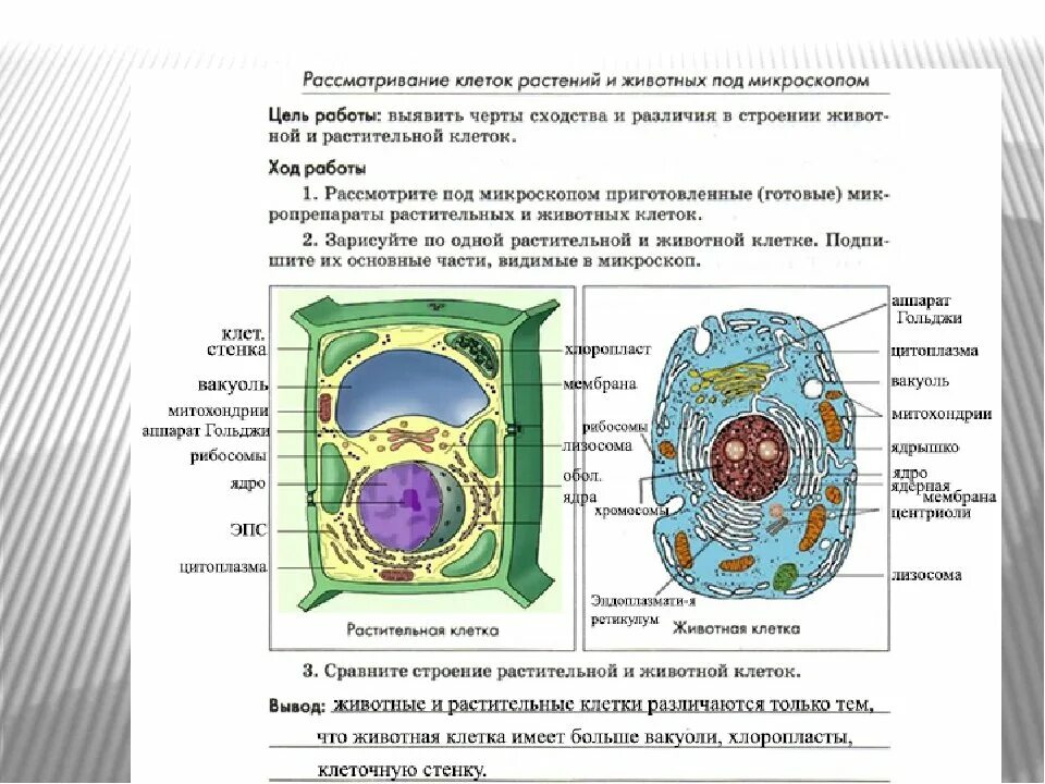 Различия строения клеток. Биология 11 класс - структура клетки растений. Строение растительной клетки в таблице с описанием. Строение растительной и животной клетки 5 класс биология. Лабораторная работа строение клетки 9 кл.