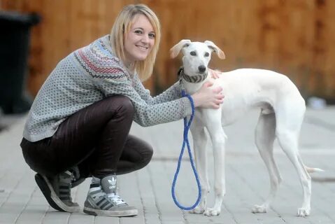 William, a greyhound-saluki with new owner Rachel Butler. 