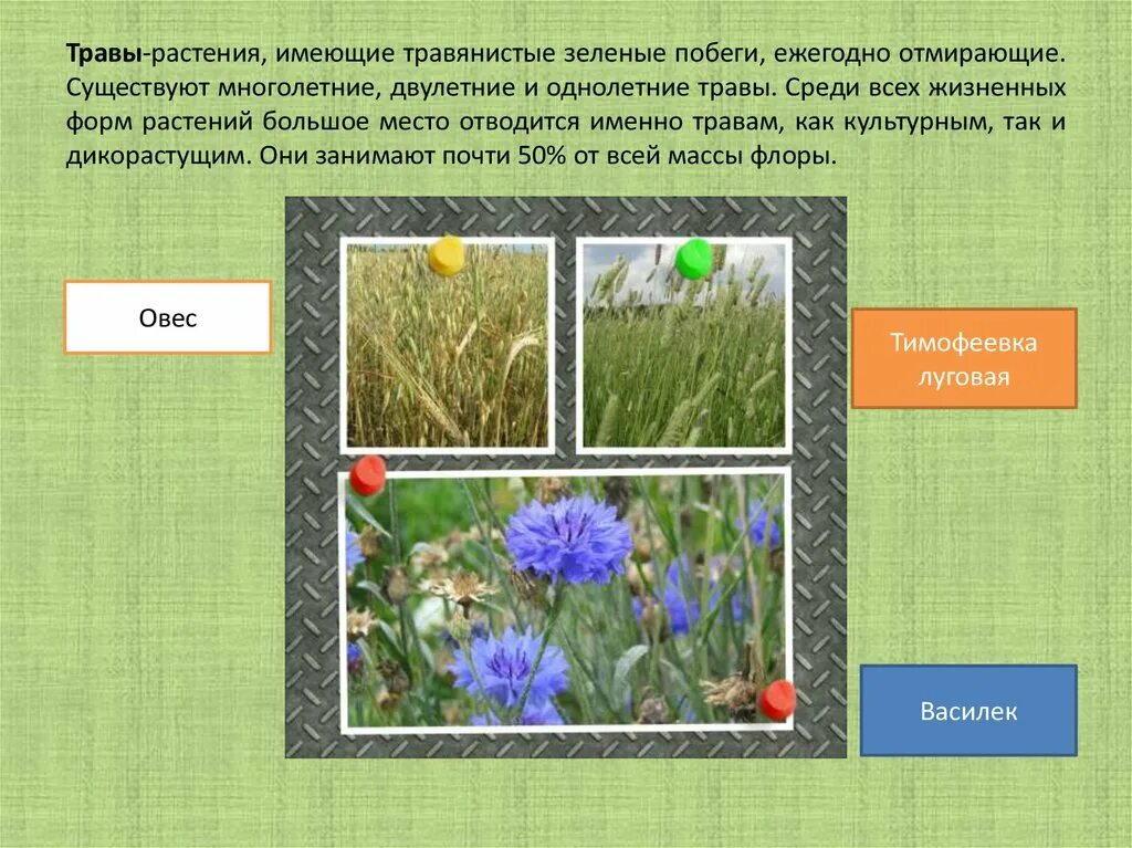 Многолетних травянистых растений признаки