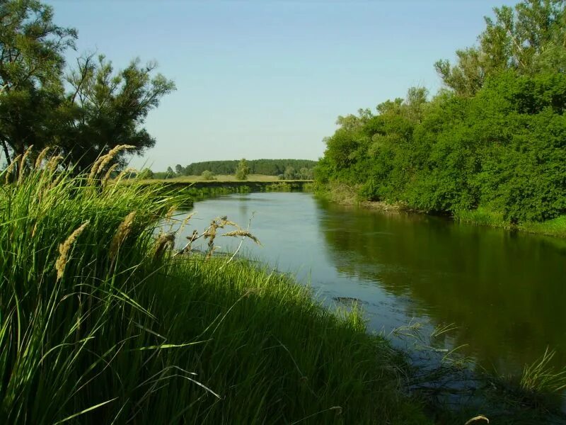 Река Хопер Балашовский район. Любая река. Река Любеч. Внутренние воды Волгоградского района.