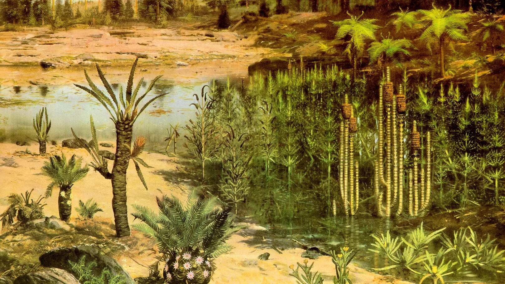 Растения палеозойской эры псилофиты. Палеозойская эра девонский пери. Древние окаменелые водоросли. Палеозойская эра девонский. Первое древнейшее растение на земле.