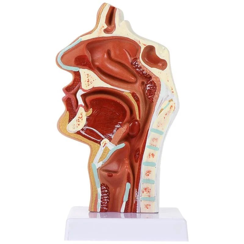 Модель полости рта. Анатомическая модель для носовой полости,. Макет носа. Макет гортани.