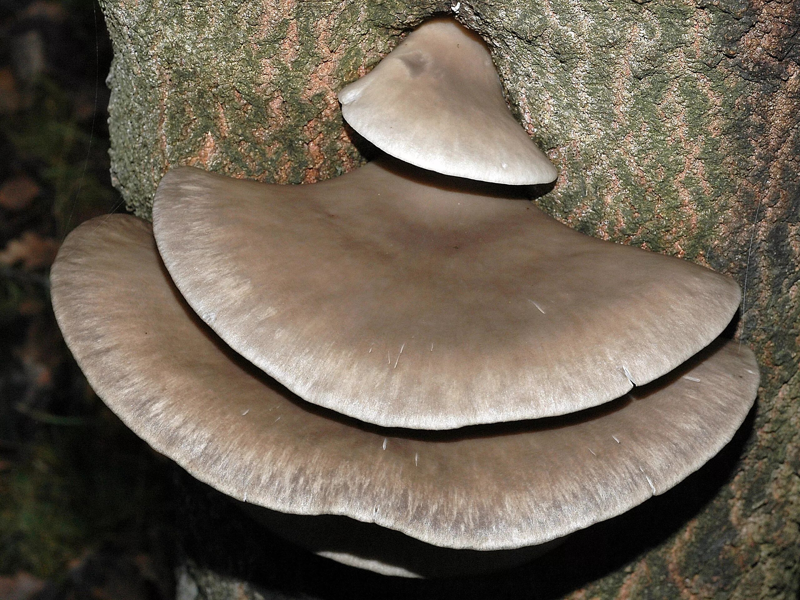 Как выглядят вешенки. Вешенка обыкновенная (Pleurotus ostreatus). Вёшенка обыкновенная Лесная. Вёшенка устричная (Pleurotus ostreatus). Вёшенка обыкновенная / Pleurotus ostreatus.