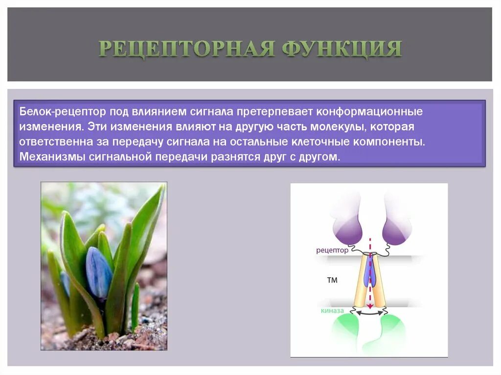 Какие белки выполняют рецепторную функцию. Рецепторная функция белков. рецепторные белки функции. рецепторная функция белка. рецепторная функция белков примеры.