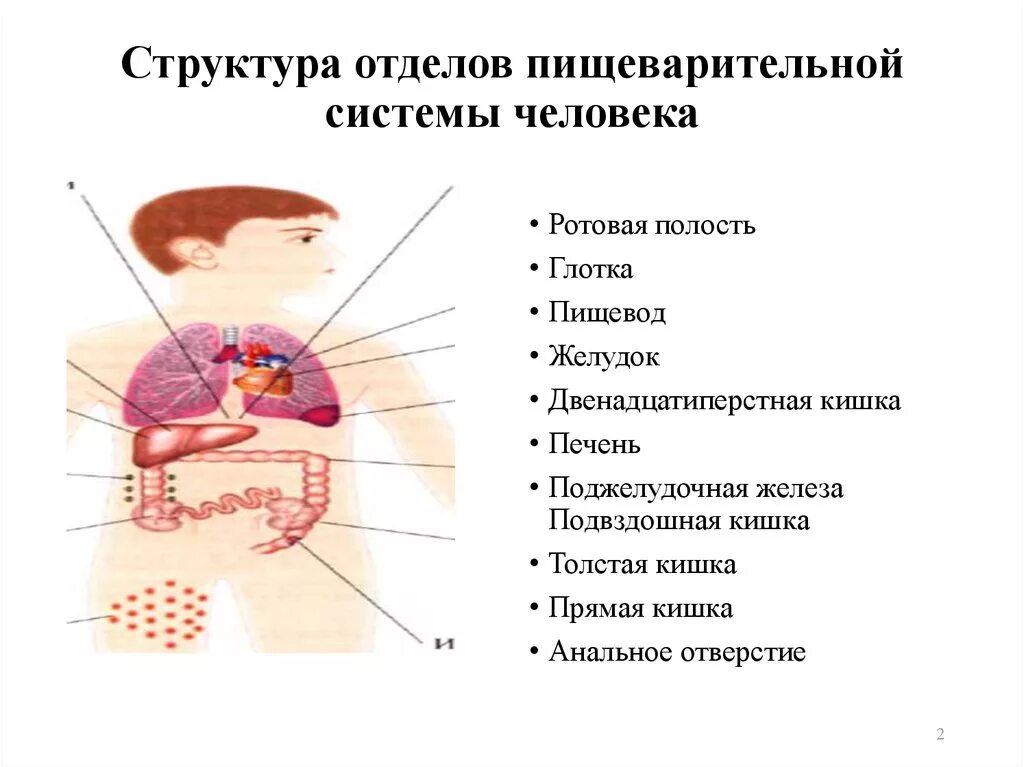 Глотка пищевод желудок двенадцатиперстная кишка. Отделы пищеварительной системы. Строение пищеварительной системы. О делы пищеварительной системы. Строение пищеварительной системы человека ротовая полость.