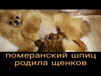 Сколько раз шпицы рожают